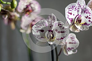 Phalaenopsis moth orchids blooming on windowsill. Mottled white flowers with purple spots