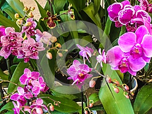 Phalaenopsis, moth orchids, Orchidaceae, pink