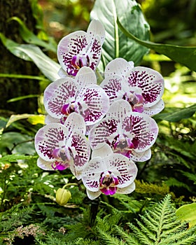 Phalaenopsis moth shaped orchids. White and purple petals; ferns and green leaves in background. Hilo, Hawaii.