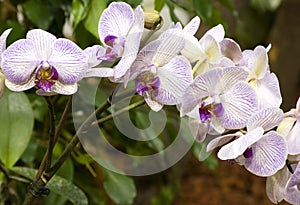 Phalaenopsis orchid