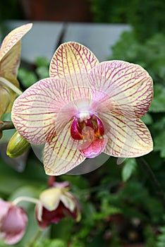 Phalaenopsis Orchid photo