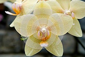 Phalaenopsis Orchid