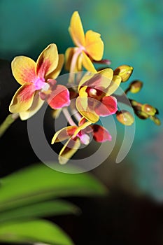 Phalaenopsis orchid