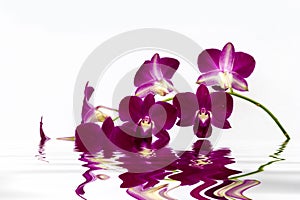 Phalaenopsis orchid