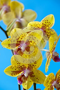 Phalaenopsis orchid