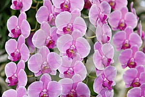 Phalaenopsis orchid