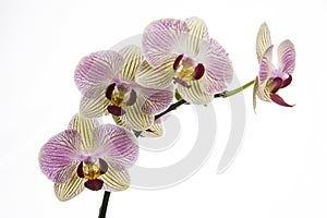 Phalaenopsis Orchid