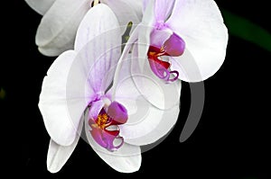 Phalaenopsis orchid on black