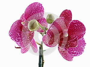 Phalaenopsis Orchid Bloom