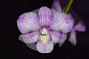 Phalaenopsis orchid blooming in Okinawa.