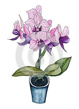 Phalaenopsis orchid blooming in a pot