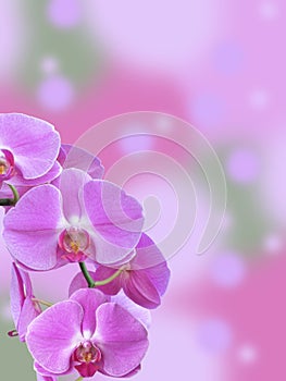 Phalaenopsis Orchid branch with Bokeh Background