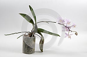 Phalaenopsis orchid (butterfly orchid)