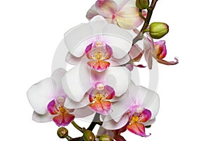 Phalaenopsis orchid close-up on a white background. .