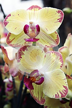 Phalaenopsis orchid with colorful flowers