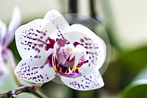 Phalaenopsis Orchid flower