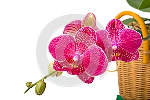Phalaenopsis orchid flower in a basket closeup
