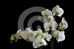 Phalaenopsis orchid flower branch