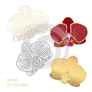 Phalaenopsis orchid flower head isolated design element set collection. Realistic contour line drawing.