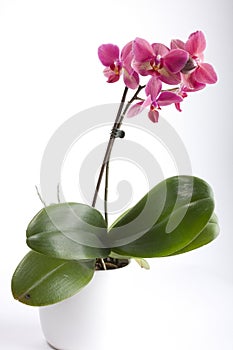 Phalaenopsis orchid in flower pot