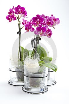 Phalaenopsis orchid in flower pot