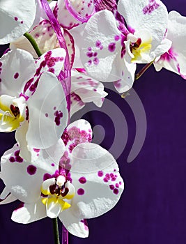 Orchidee blume auf der lila 