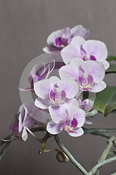 Phalaenopsis orchid flowers