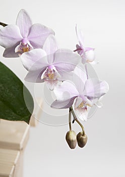 Phalaenopsis orchid flowers