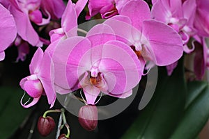 Phalaenopsis orchid flowers