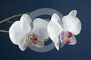 Phalaenopsis orchid flowers