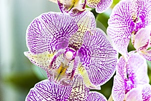 Phalaenopsis orchid flowers