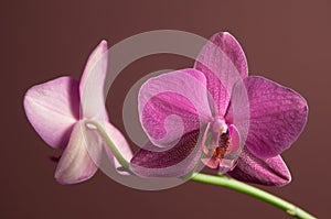 Phalaenopsis orchid flowers