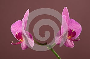 Phalaenopsis orchid flowers