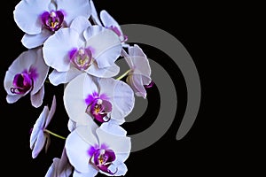 Phalaenopsis orchid flowers on a black background