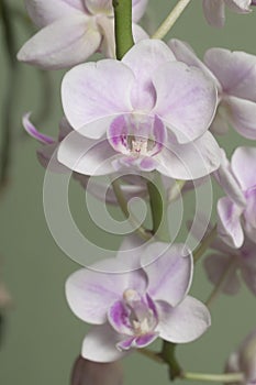 Phalaenopsis orchid flowers butterfly orchid