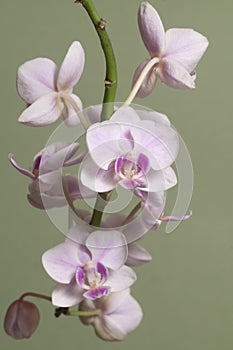 Phalaenopsis orchid flowers butterfly orchid