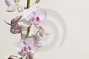 Phalaenopsis orchid flowers butterfly orchid