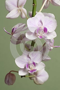 Phalaenopsis orchid flowers butterfly orchid