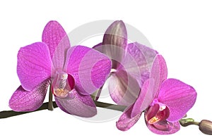Phalaenopsis orchid flowers butterfly orchid