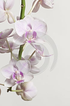 Phalaenopsis orchid flowers butterfly orchid