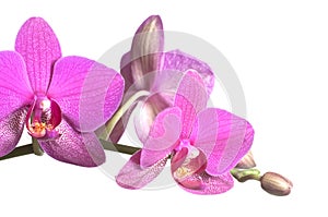 Phalaenopsis orchid flowers butterfly orchid