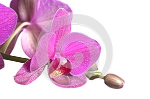 Phalaenopsis orchid flowers butterfly orchid