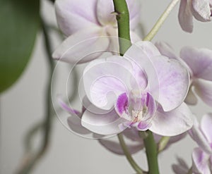 Phalaenopsis orchid flowers butterfly orchid