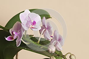 Phalaenopsis orchid flowers butterfly orchid