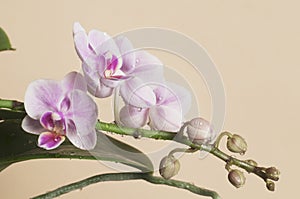 Phalaenopsis orchid flowers butterfly orchid