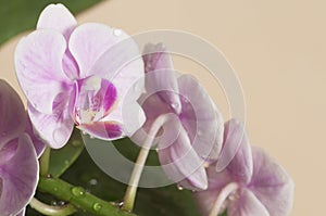 Phalaenopsis orchid flowers butterfly orchid