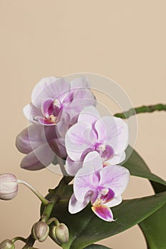 Phalaenopsis orchid flowers butterfly orchid