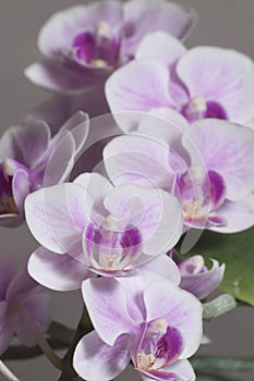 Phalaenopsis orchid flowers butterfly orchid