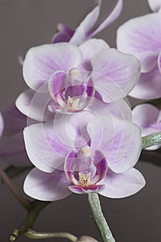 Phalaenopsis orchid flowers butterfly orchid