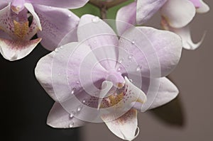 Phalaenopsis orchid flowers butterfly orchid